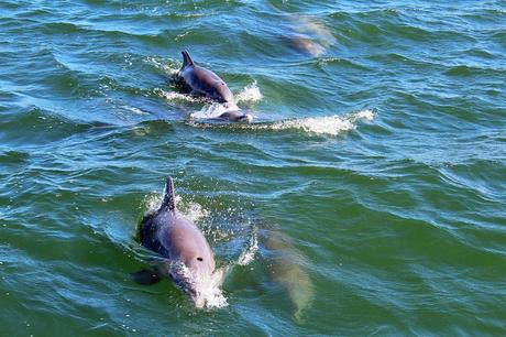 Delfines nariz de botella en South Padre Island