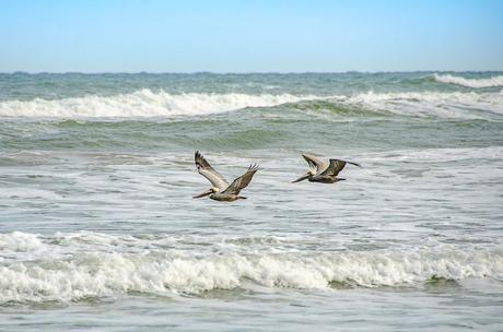 Pelícanos marrones barren las olas.