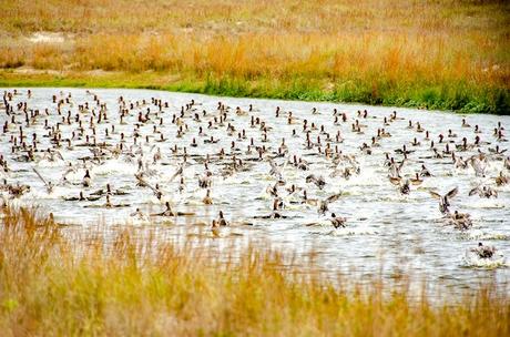 Patos pelirrojos emprenden vuelo cerca de Laguna Madre.