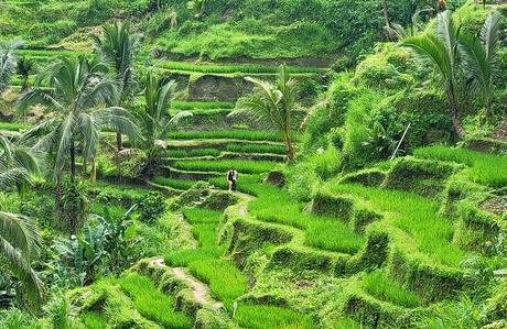 Turistas paseando por las terrazas de arroz cerca de Ubud