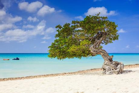 Árbol divi divi en la playa de Aruba