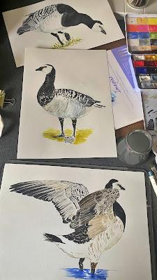 Barnacla Cariblanca en Acuarelas: Una Historia