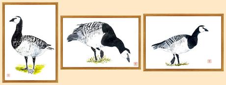 Barnacla Cariblanca en Acuarelas: Una Historia