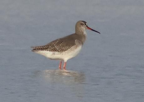 Archibebe oscuro en Els Aiguamolls de l’Empordà Archibebe oscuro en Els Aiguamolls de l’Empordà