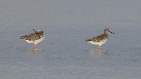 Archibebe oscuro en Els Aiguamolls de l’Empordà Archibebe oscuro en Els Aiguamolls de l’Empordà