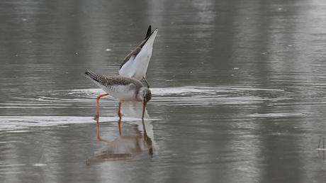 Archibebe oscuro en Els Aiguamolls de l’Empordà Archibebe oscuro en Els Aiguamolls de l’Empordà