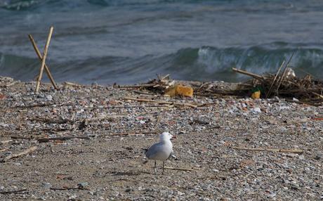Gaviota de Audouin CDJF de nuevo en la desembocadura del río Besòs