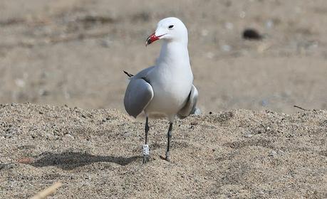 Gaviota de Audouin CDJF de nuevo en la desembocadura del río Besòs