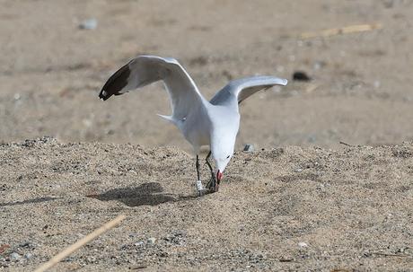Gaviota de Audouin CDJF de nuevo en la desembocadura del río Besòs