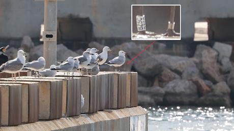 Gaviota de Audouin AL22 y BZ5C Gaviota de Audouin AL22 y BZ5C