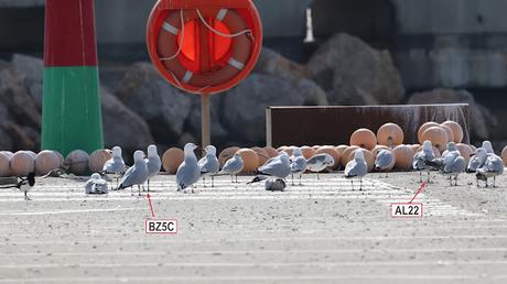 Gaviota de Audouin AL22 y BZ5C Gaviota de Audouin AL22 y BZ5C