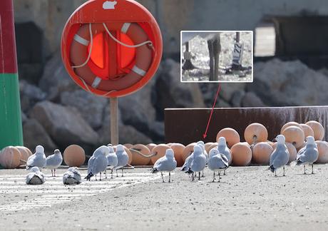 Gaviota de Audouin AL22 y BZ5C Gaviota de Audouin AL22 y BZ5C
