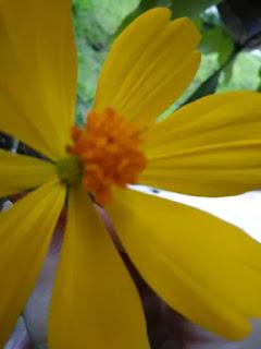 Embajador Roy Chaderton Matos: Oportunamente