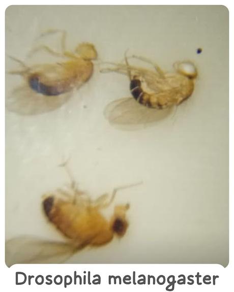 Drosophila-melanogaster