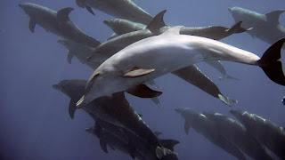 Estas son las razones por las que los delfines no pueden volver a la tierra, según una revista de biología Estas son las razones por las que los delfines no pueden volver a la tierra, según una revista de biología