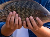 Noticia enviada Emiliano Mendoza Lira: primera Tilapia genéticamente editada Brasil: salto acuicultura