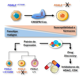 Edición genética CRISPR contra el cáncer: eliminando una mutación en FOXL2 para frenar tumores ováricos Edición genética CRISPR contra el cáncer: eliminando una mutación en FOXL2 para frenar tumores ováricos