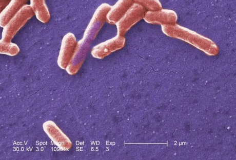 La científica que descubrió cómo las bacterias reparan su ADN: fue expulsada de la universidad por defender los derechos civiles