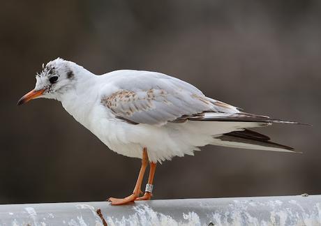 La Gaviota Reidora HA58.705 desde Kaunas a Barcelona