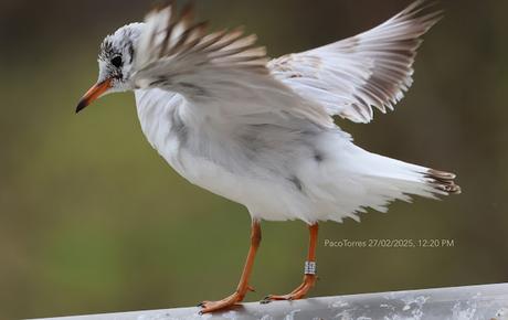 La Gaviota Reidora HA58.705 desde Kaunas a Barcelona