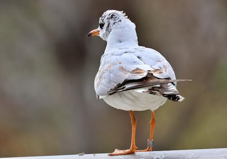 La Gaviota Reidora HA58.705 desde Kaunas a Barcelona