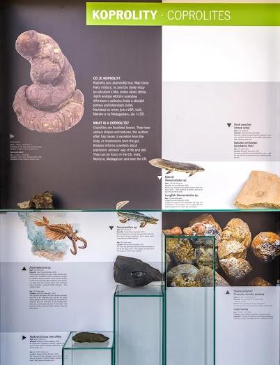 Poozeum, el museo de los coprolitos