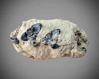 Poozeum, el museo de los coprolitos