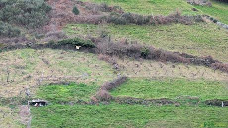El DESFILADERO DE BUSTELÍN PR-AS 27 - IBIAS Vides en la zona de Peneda, Ibias