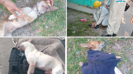 Tamuín, SLP: Varios perros de la colonia Infonavit mueren por envenenamiento