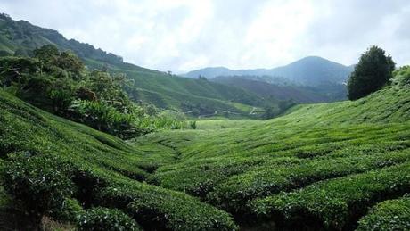 Planifica tu aventura a Cameron Highlands con estas recomendaciones exclusivas.