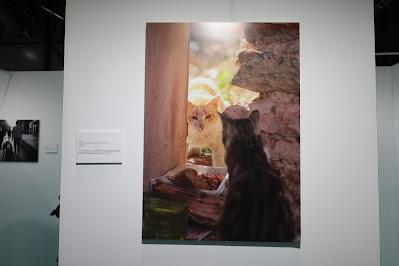 Iberzoo+Propet: pet-food, leishmaniasis, cambio climático y galería fotográfica