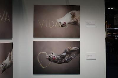 Iberzoo+Propet: pet-food, leishmaniasis, cambio climático y galería fotográfica