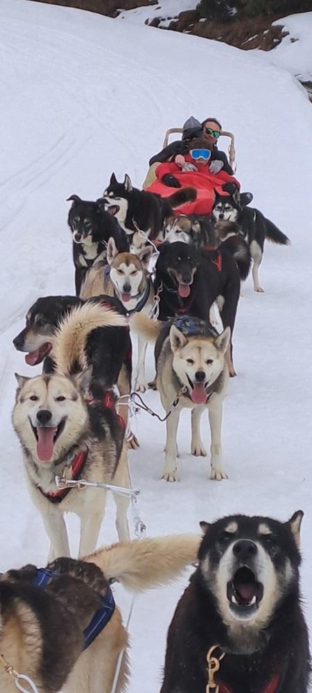 Una aventura sobre nieve: mi primera vez en un trineo de perros Una aventura sobre nieve: mi primera vez en un trineo de perros