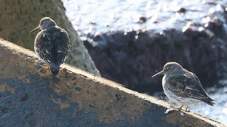 Dos correlimos oscuros juntos en la escollera del Port Olímpic Dos correlimos oscuros juntos en la escollera del Port Olímpic