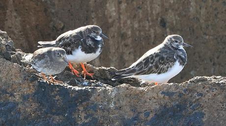 Dos correlimos oscuros juntos en la escollera del Port Olímpic Dos correlimos oscuros juntos en la escollera del Port Olímpic