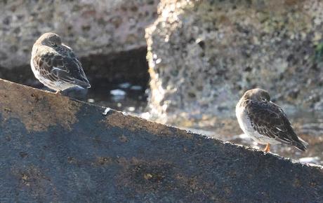 Dos correlimos oscuros juntos en la escollera del Port Olímpic Dos correlimos oscuros juntos en la escollera del Port Olímpic