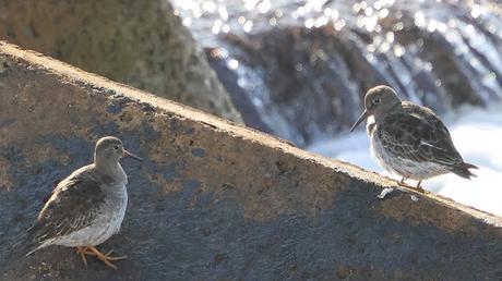Dos correlimos oscuros juntos en la escollera del Port Olímpic Dos correlimos oscuros juntos en la escollera del Port Olímpic