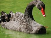 síndrome cisne negro sostenibilidad: cómo prepararnos para inesperado