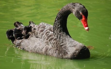 El síndrome del cisne negro describe un evento altamente improbable y de gran impacto, capaz de transformar como abordamos la sostenibilidad