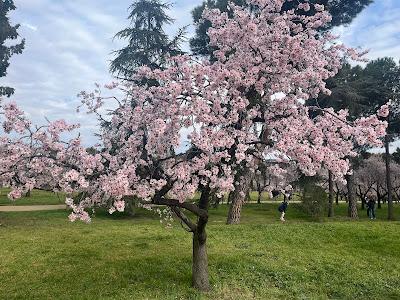 Breve historia del parque de los almendros en Madrid