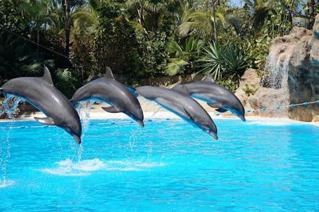 Explorando chez mimosa local: una experiencia única y emocionante Explorando chez mimosa local: una experiencia única y emocionante