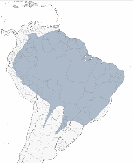 Carpintero oliva chico (Veniliornis passerinus)