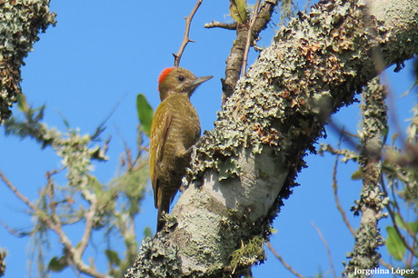 Carpintero oliva chico (Veniliornis passerinus)