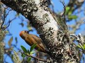 Carpintero oliva chico (Veniliornis passerinus)