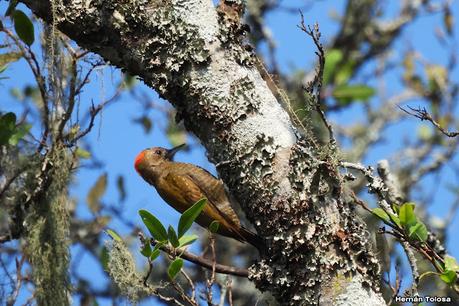 Carpintero oliva chico (Veniliornis passerinus)