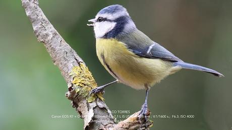 Herrerillo común: inquieto por naturaleza Herrerillo común: inquieto por naturaleza