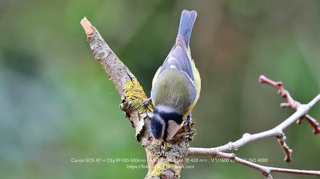Herrerillo común: inquieto por naturaleza Herrerillo común: inquieto por naturaleza