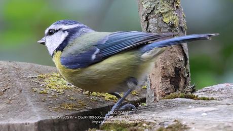 Herrerillo común: inquieto por naturaleza Herrerillo común: inquieto por naturaleza