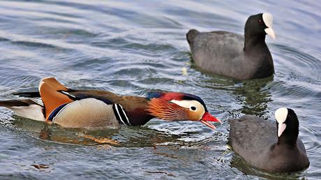 Un paseo por el Estany de Banyoles