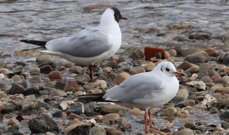 La Isla de la Desembocadura del Río Besós